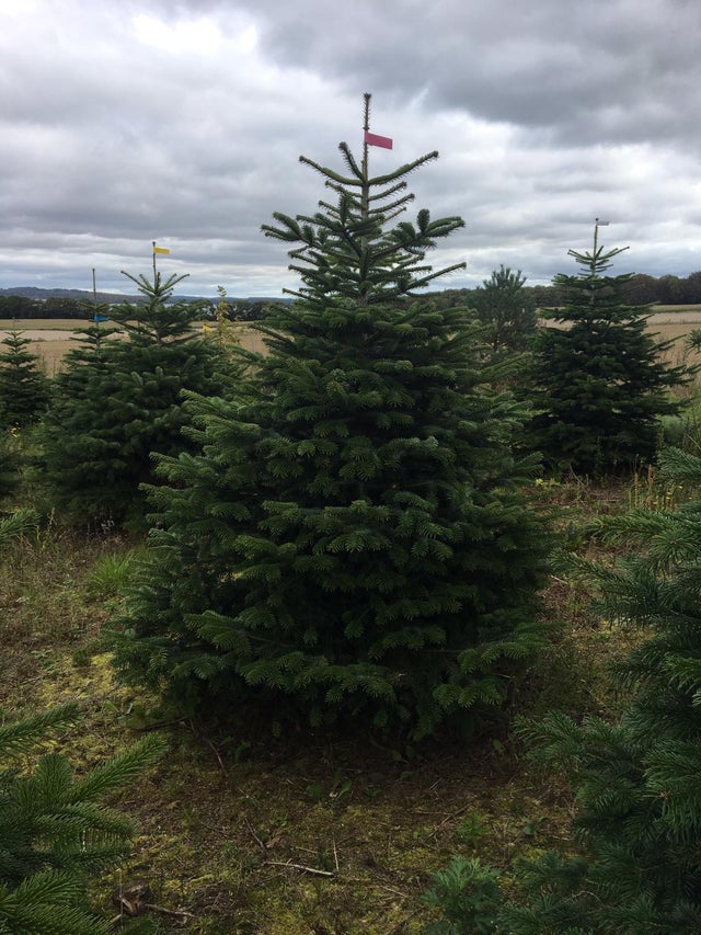 Real Christmas Tree Delivery Order & Buy Online Edinburgh